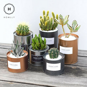 Plana Succulent Pot